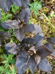 Plant IDs
