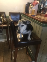 I can’t get over the death of my dog