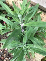 Are these plants I want in my garden - id needed