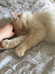 Ragdolls are so stupid, but so lovely...