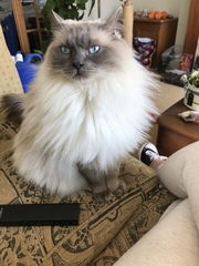Do you have a ragdoll?