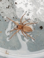 What sort of spider is this? WARNING PHOTO ATTACHED