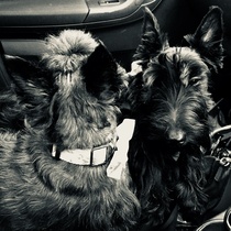 Your favourite dog breed?
