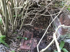 What to do with this hedge?  Who owns it?