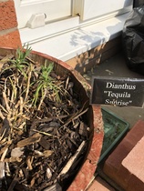Can I save this carnation?