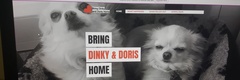 Can we talk about dog theft?