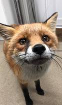 To feed a fox in our garden?