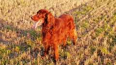 Your favourite dog breed?