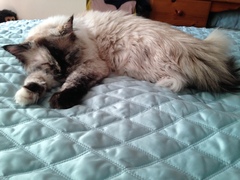 Do you have a ragdoll?
