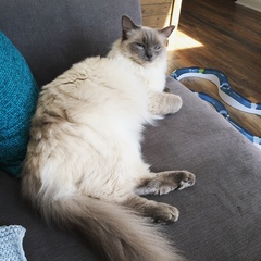 Ragdolls are so stupid, but so lovely...