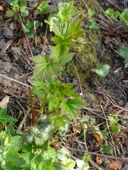 Plant IDs
