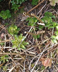 Another Plant ID one