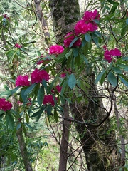 Can you identify this flowering tree for me?