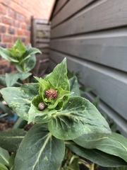Please identify this