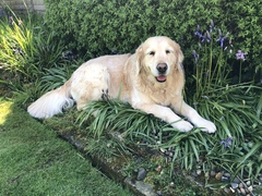 What else is glorious and n your garden?