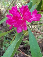Can you identify this flowering tree for me?