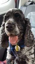 Show me your dog
