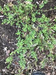 Pls help me identify this pest !