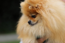 Your favourite dog breed?
