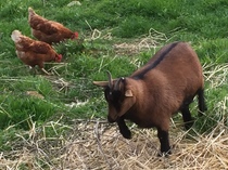 Goats? As a pet? Help?