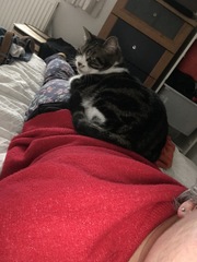 I want a cat, but how do I make sure I get one that’s not an arsehole?
