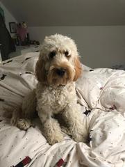 Before and after grooming ( cute photo thread )