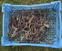 Allotment?Veg Patch Thread 13! Are we weathering the weather?