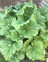 Allotment?Veg Patch Thread 13! Are we weathering the weather?