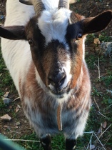 Goats? As a pet? Help?