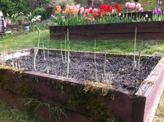 29th March "Grow your own" newcomers welcome here