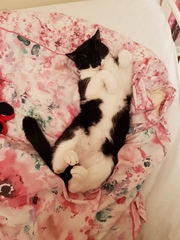 Cat sleeping stretched out