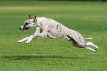 Your favourite dog breed?