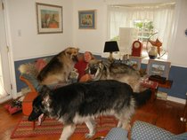Your favourite dog breed?