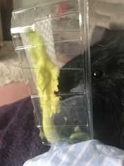 I'm thinking of getting guinea pigs. Please educate me!