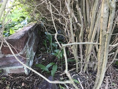 What to do with this hedge?  Who owns it?