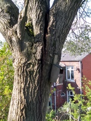 Anyone know about chopping down trees?