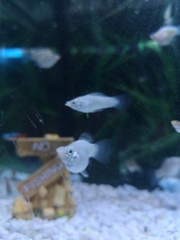 Anyone know what fish this is?