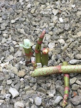 Is this Japanese Knotweed?