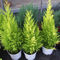 What small tree for outside front window, limited frontage