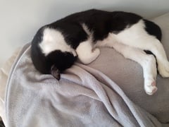 Cat sleeping stretched out