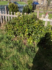 New home - what are the plants?