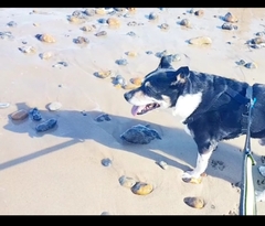 A lovely thread full of dog photos in the sun