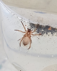 What sort of spider is this? WARNING PHOTO ATTACHED