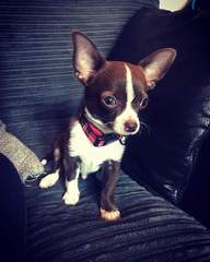 Your favourite dog breed?