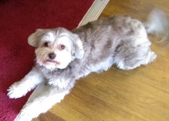Is it possible to love dogs too much?