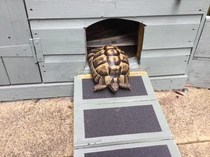 Does anyone have a tortoise?