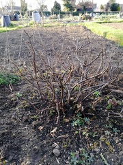 29th March "Grow your own" newcomers welcome here