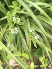 Any Witches Here? Part 8.