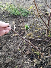 29th March "Grow your own" newcomers welcome here