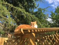 My Cats and Their Best Buddy
